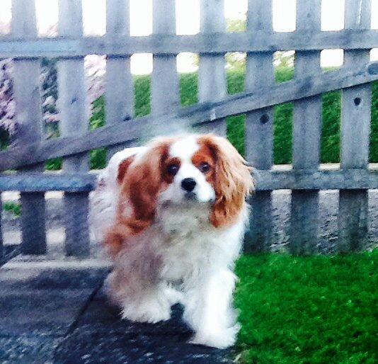 Cavalier king charles spaniel Bailey (Drøm sødt min skat) billede 14