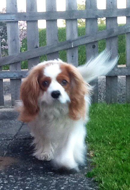 Cavalier king charles spaniel Bailey (Drøm sødt min skat) billede 15