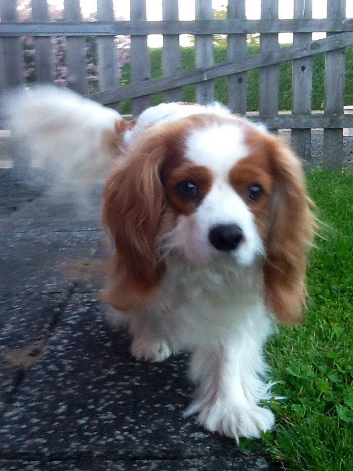 Cavalier king charles spaniel Bailey (Drøm sødt min skat) billede 16