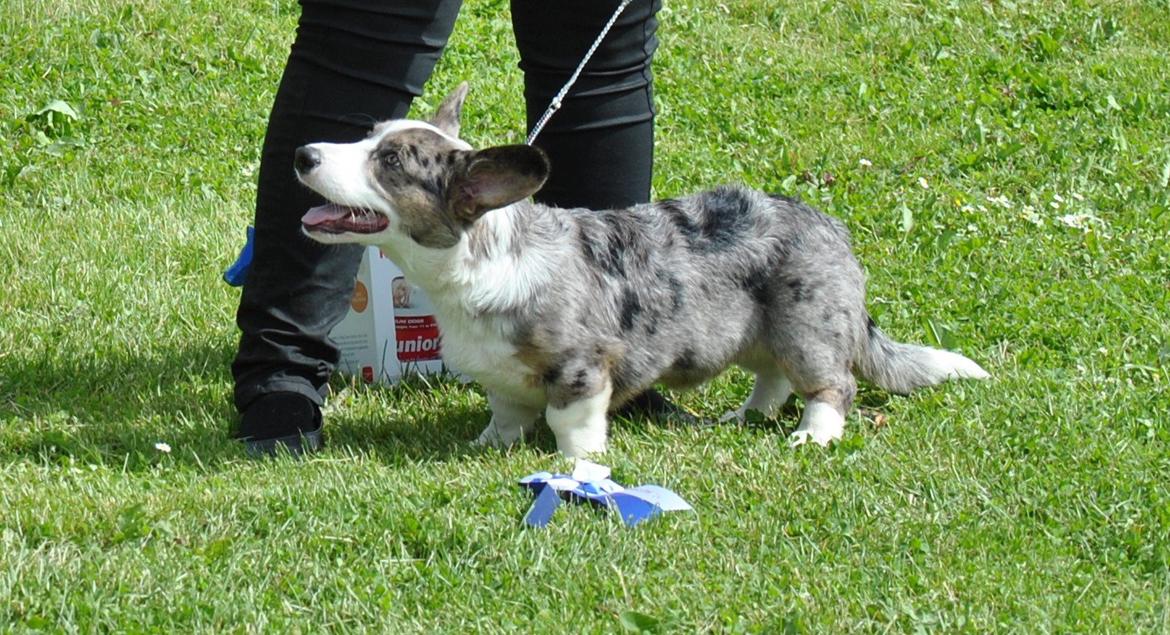 Welsh corgi cardigan Aasteds Allways Add Bubbly Blue aka. "Diesel" - WCK, 40 års jubilæumsudstilling, som 2. bedste babyhan billede 29
