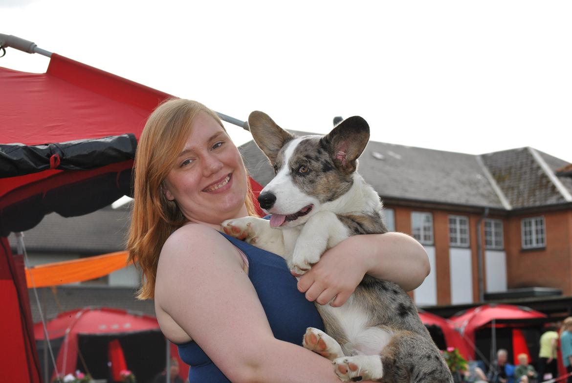 Welsh corgi cardigan Aasteds Allways Add Bubbly Blue aka. "Diesel" billede 30