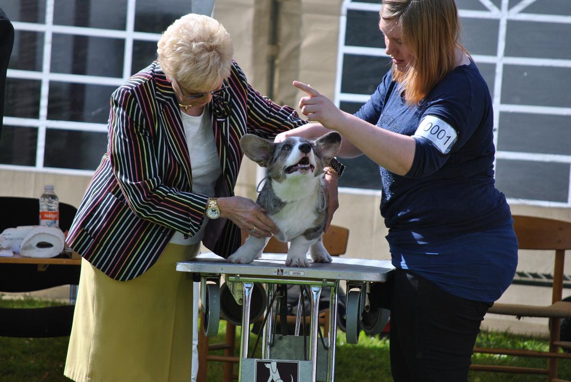 Welsh corgi cardigan Aasteds Allways Add Bubbly Blue aka. "Diesel" billede 28