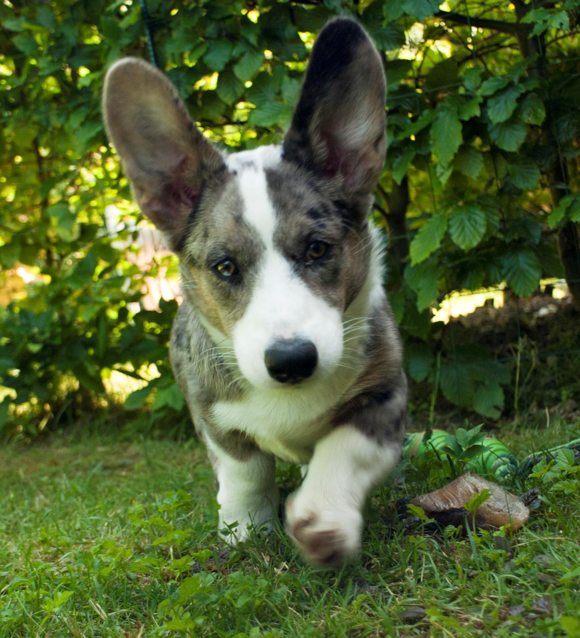 Welsh corgi cardigan Aasteds Allways Add Bubbly Blue aka. "Diesel" billede 9