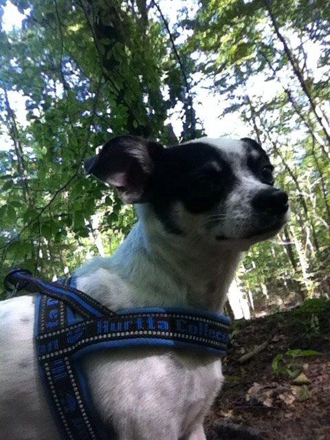 Chihuahua Sputnik billede 12