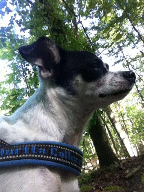 Chihuahua Sputnik billede 13