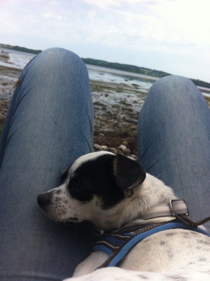 Chihuahua Sputnik billede 15