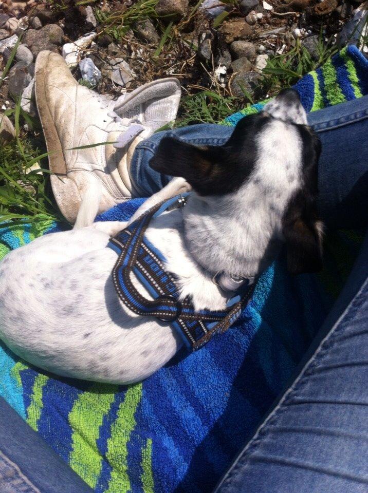 Chihuahua Sputnik billede 14