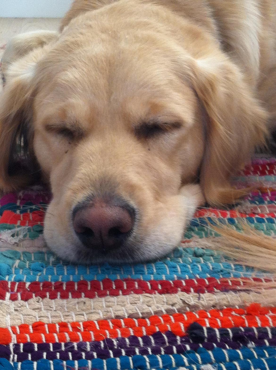 Blanding af racer Trille billede 1