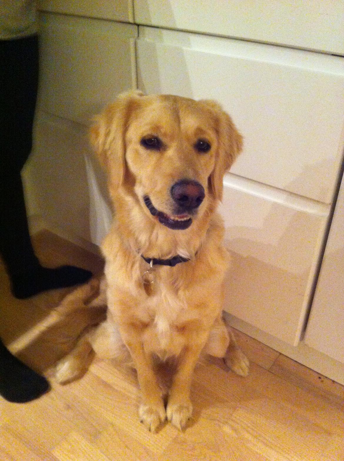 Blanding af racer Trille billede 2