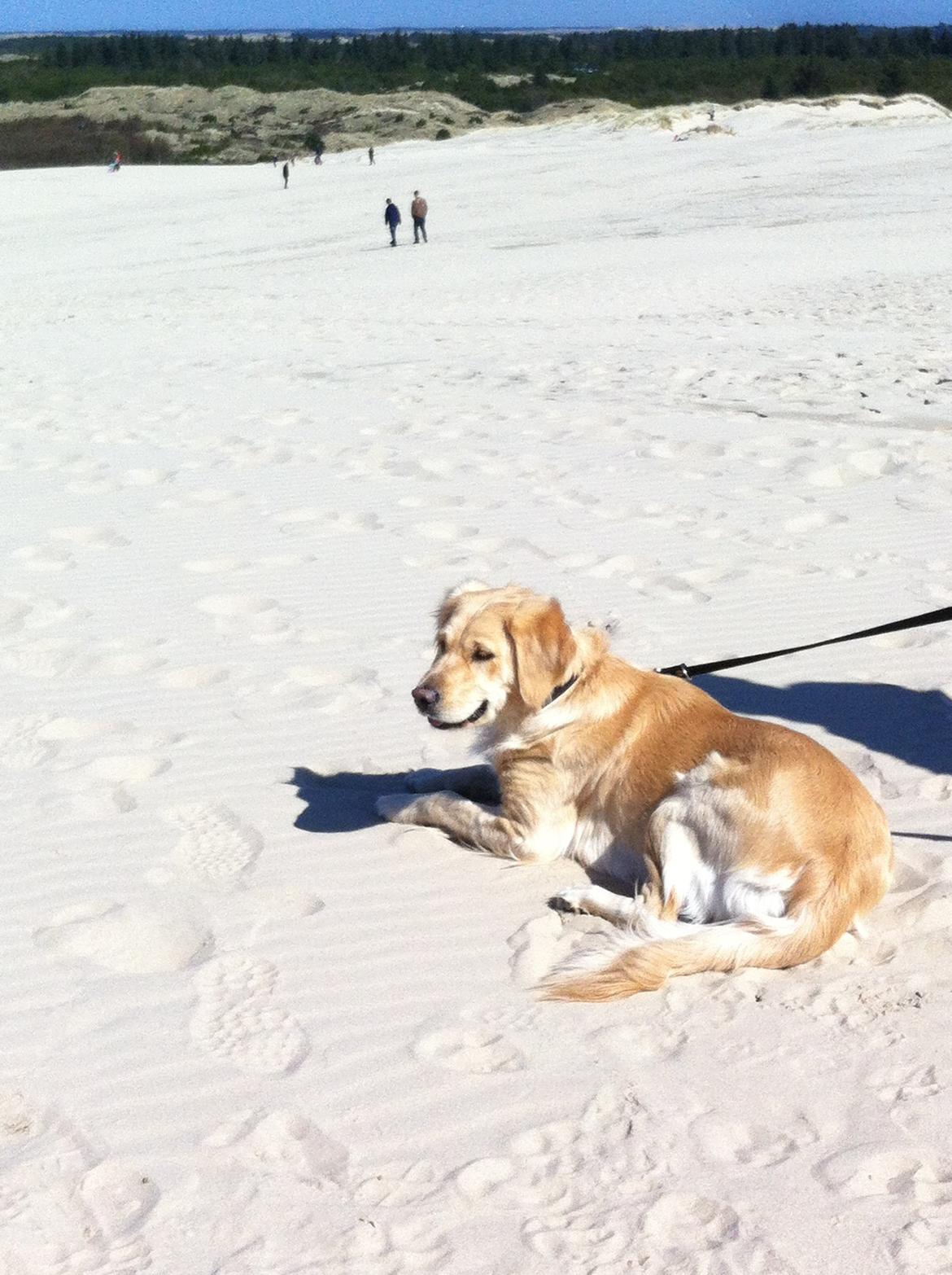 Blanding af racer Trille billede 3