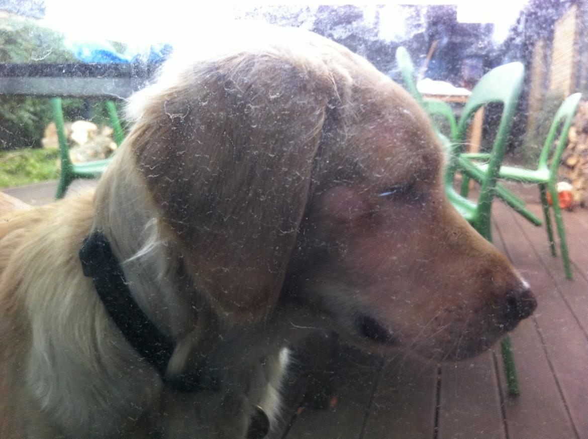 Blanding af racer Trille billede 4