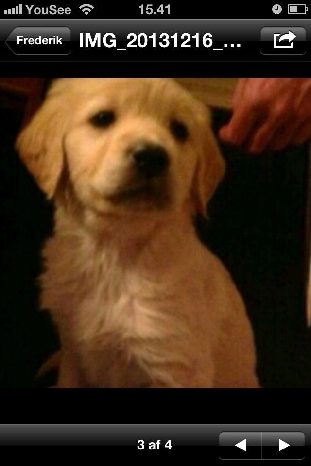 Blanding af racer Trille billede 5