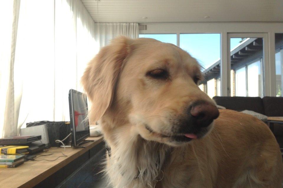 Blanding af racer Trille billede 6