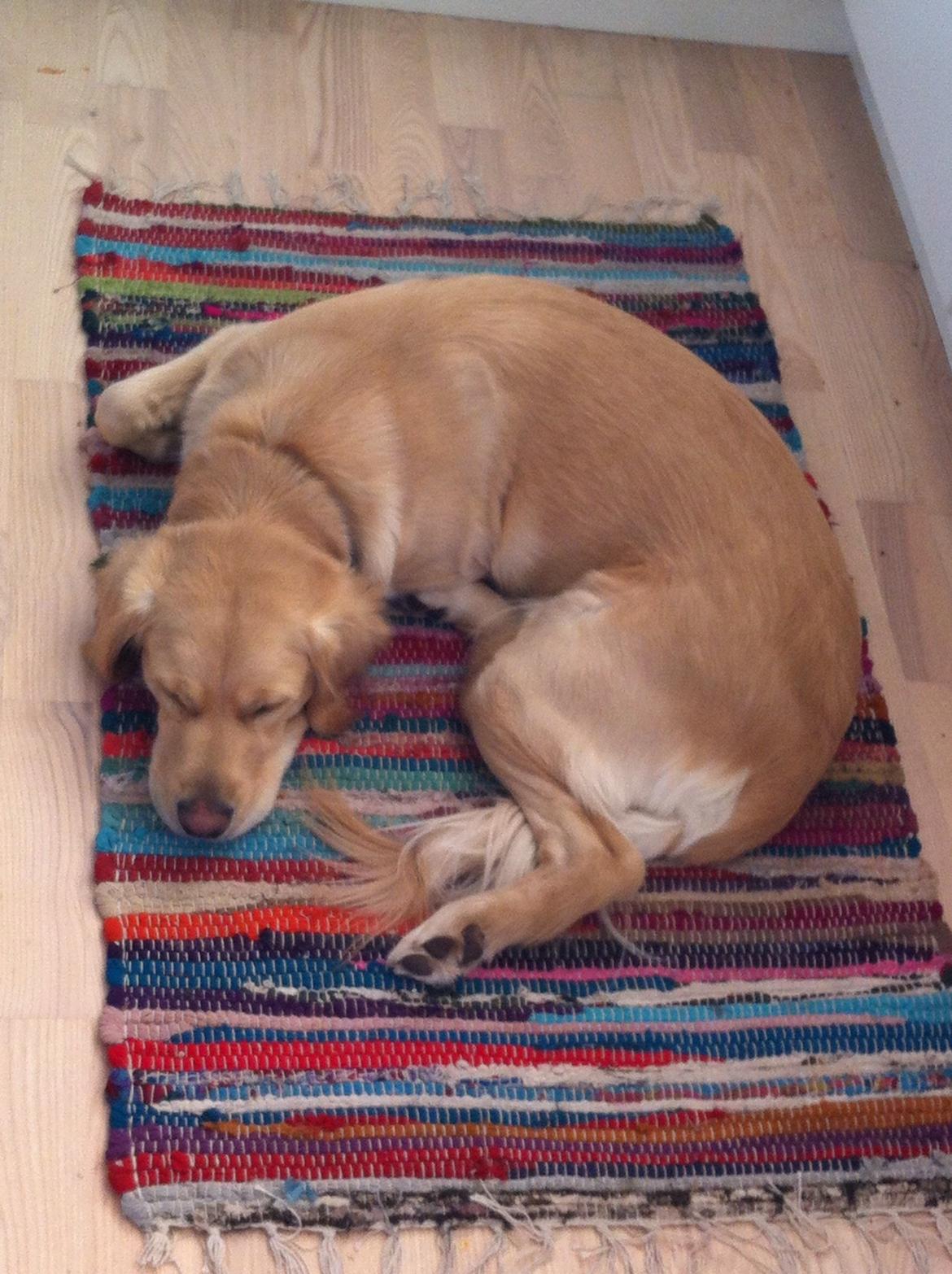 Blanding af racer Trille billede 7