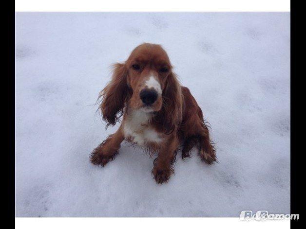 Blanding af racer Trille billede 9