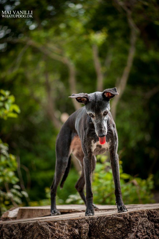 Whippet Dragonwing Breeze (Nanna) billede 16
