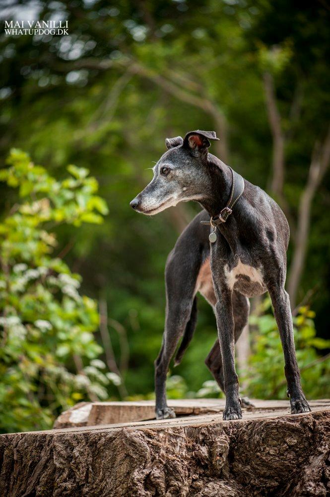 Whippet Dragonwing Breeze (Nanna) billede 17