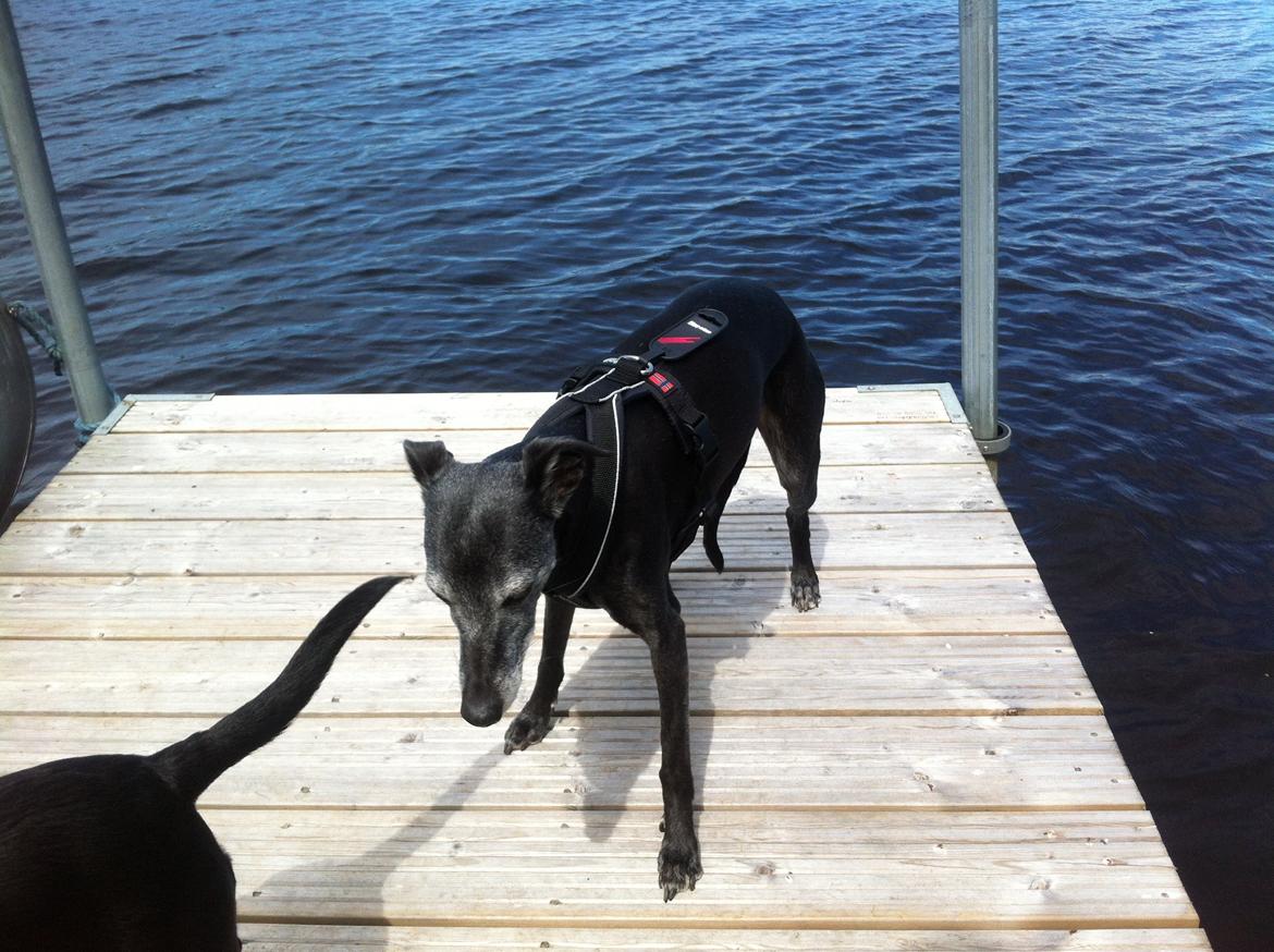 Whippet Dragonwing Breeze (Nanna) billede 7