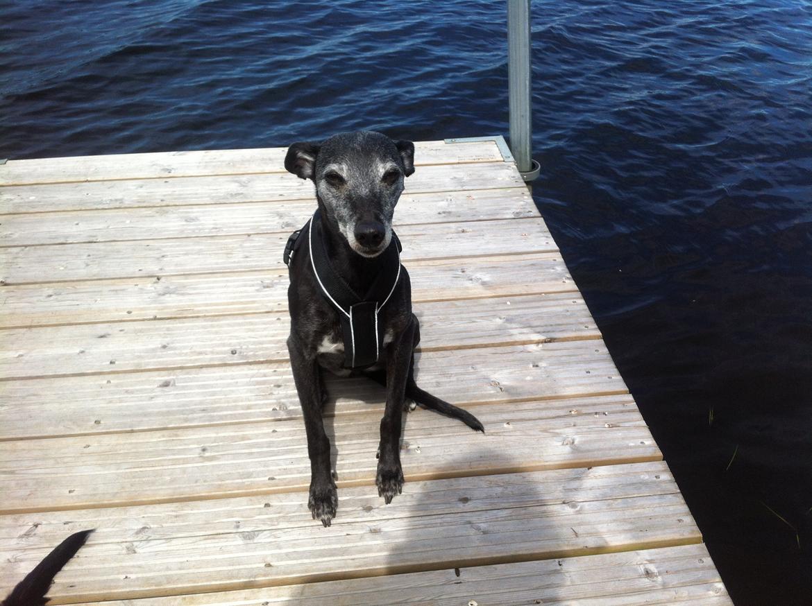 Whippet Dragonwing Breeze (Nanna) billede 2