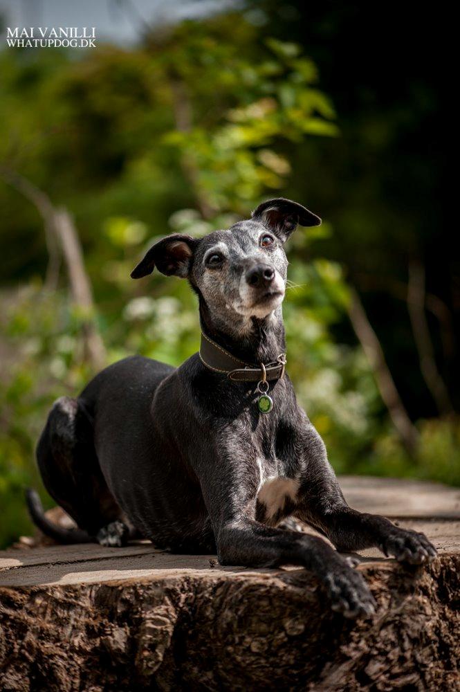 Whippet Dragonwing Breeze (Nanna) billede 18