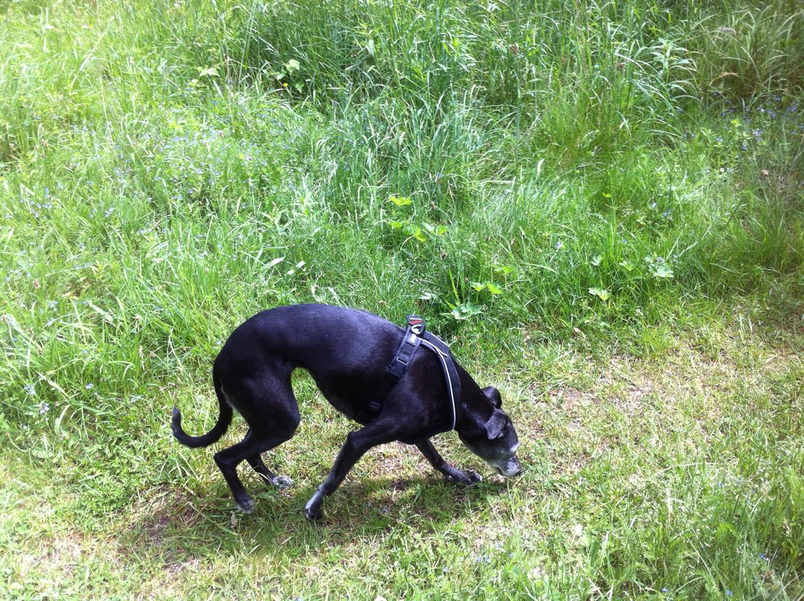 Whippet Dragonwing Breeze (Nanna) billede 19