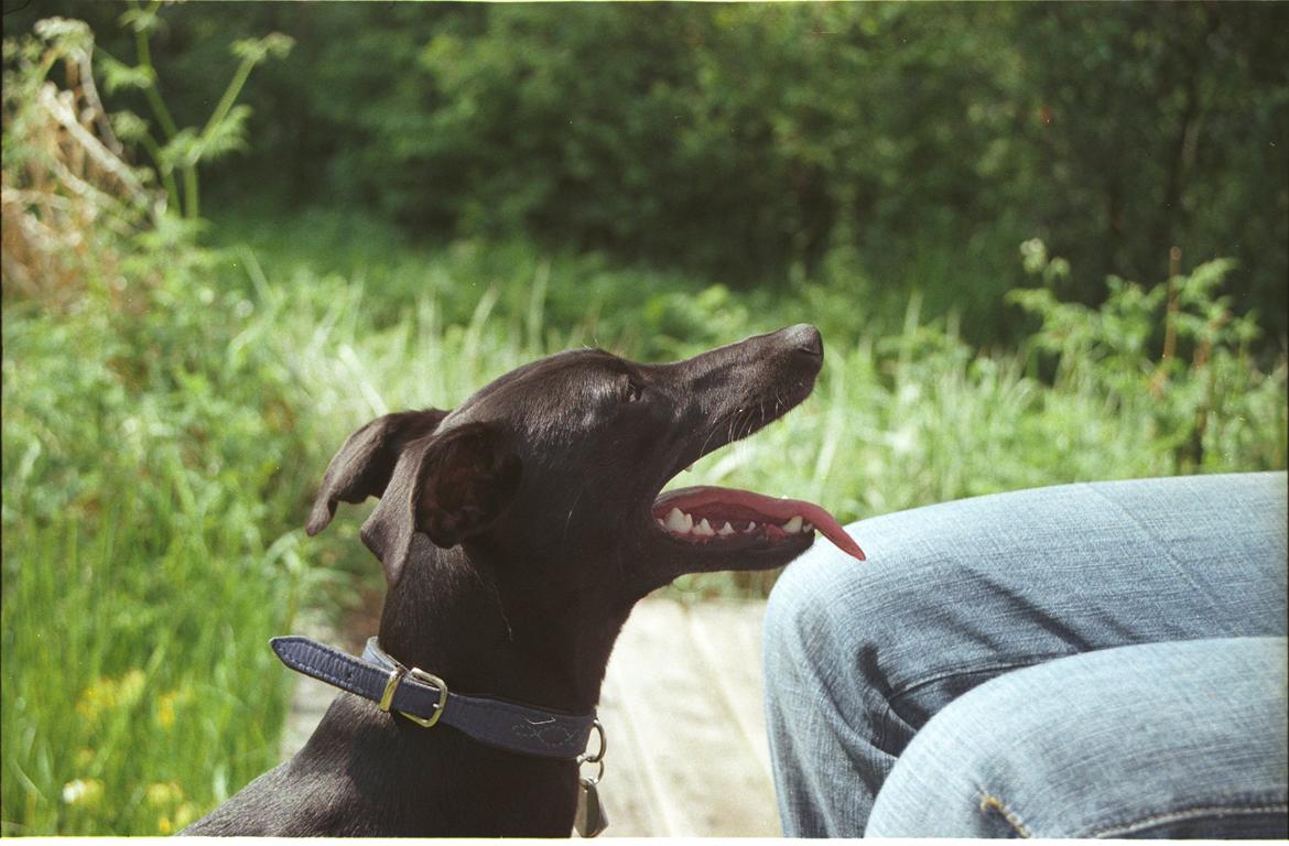 Whippet Dragonwing Breeze (Nanna) billede 21