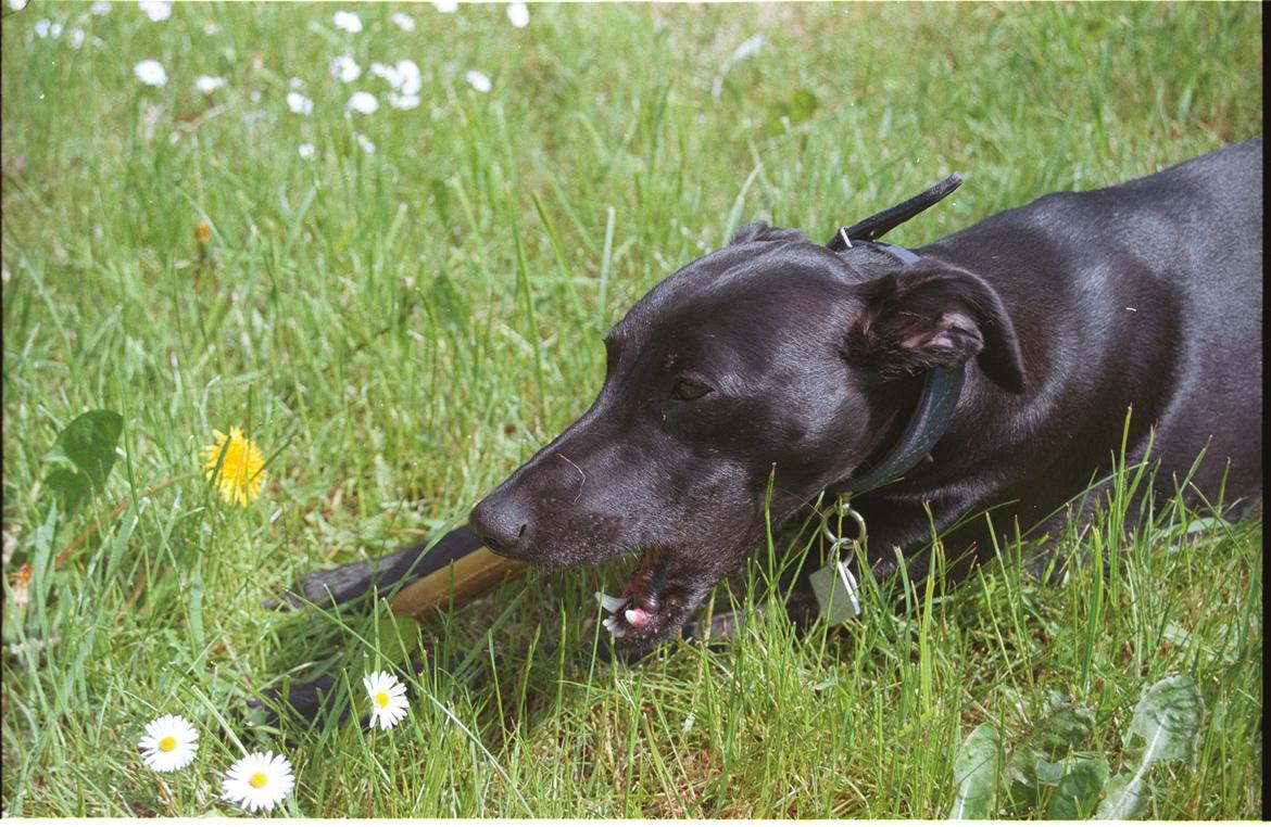 Whippet Dragonwing Breeze (Nanna) billede 20