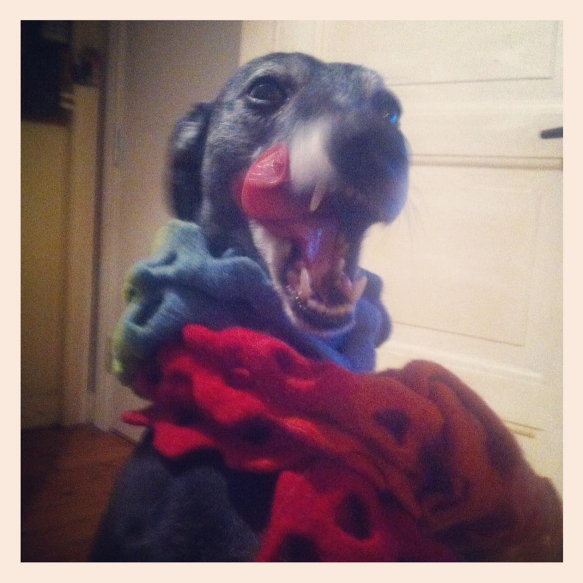 Whippet Dragonwing Breeze (Nanna) billede 22