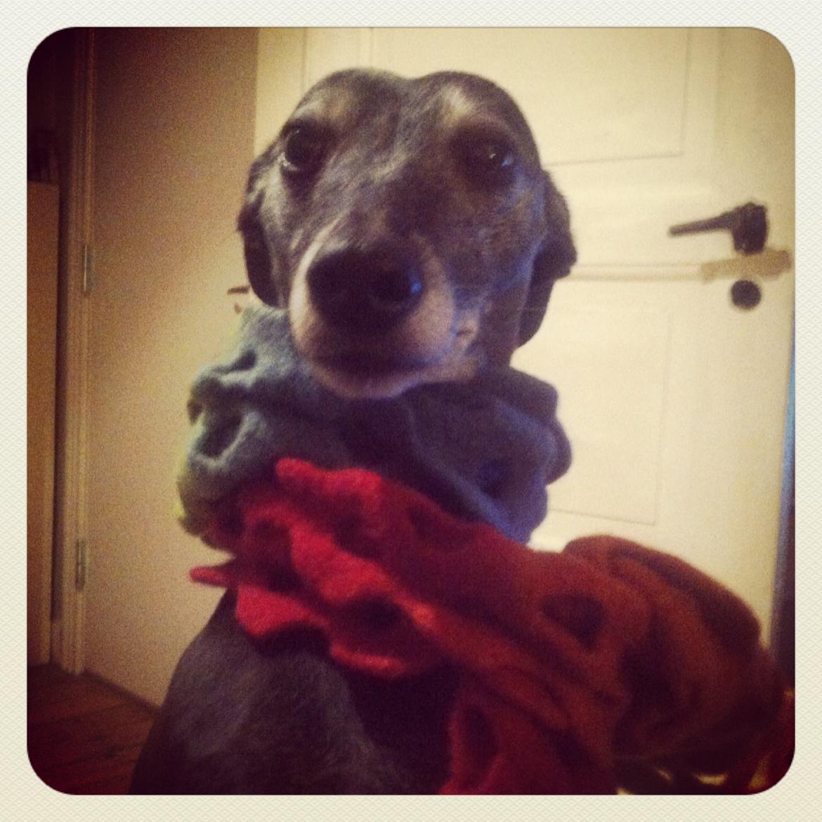 Whippet Dragonwing Breeze (Nanna) billede 23