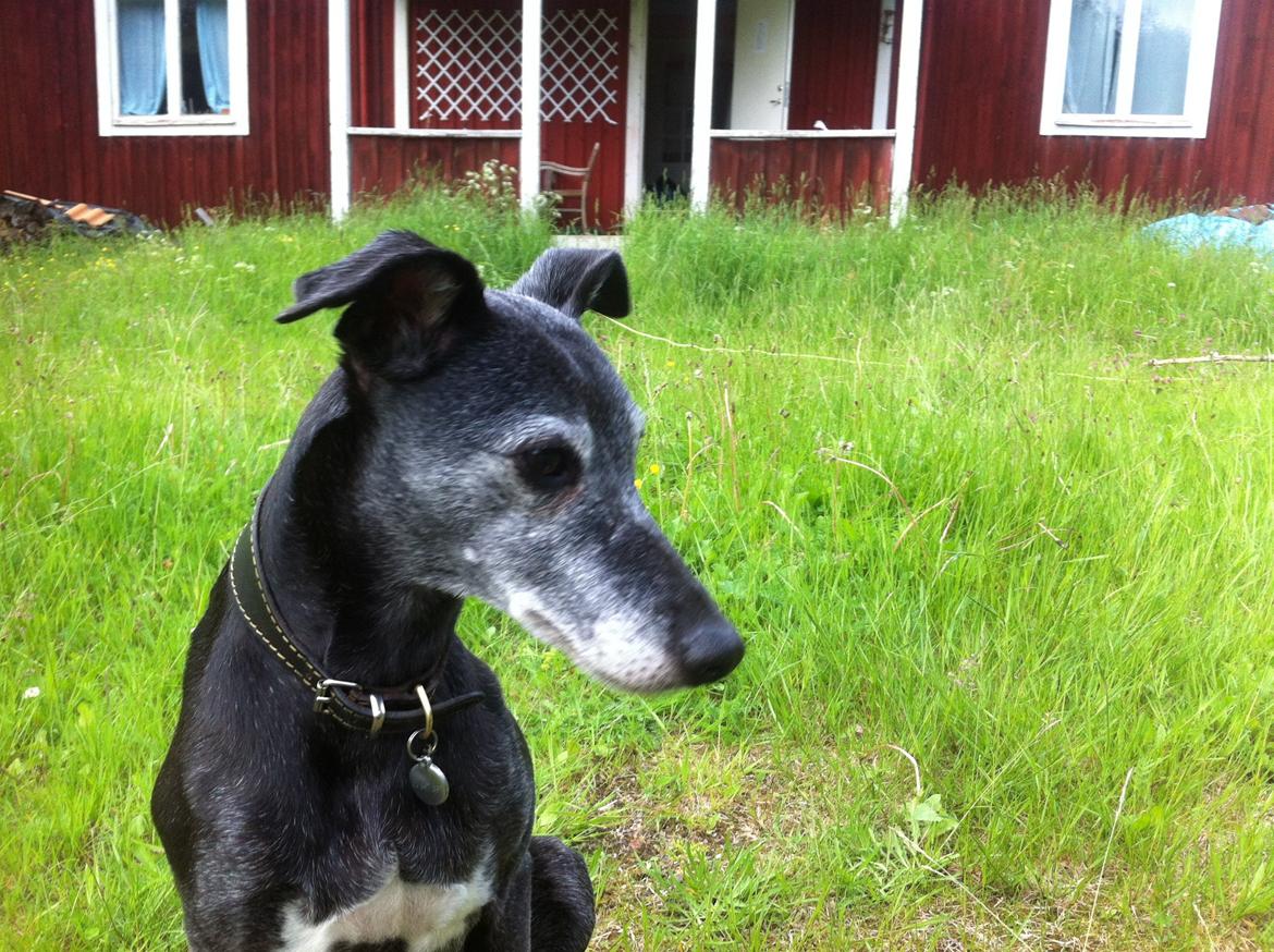 Whippet Dragonwing Breeze (Nanna) billede 24