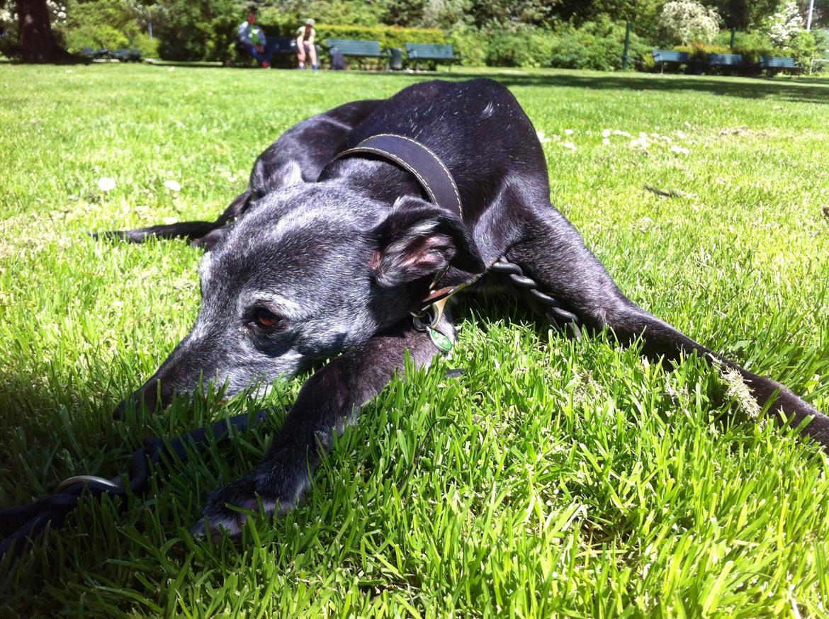 Whippet Dragonwing Breeze (Nanna) billede 25