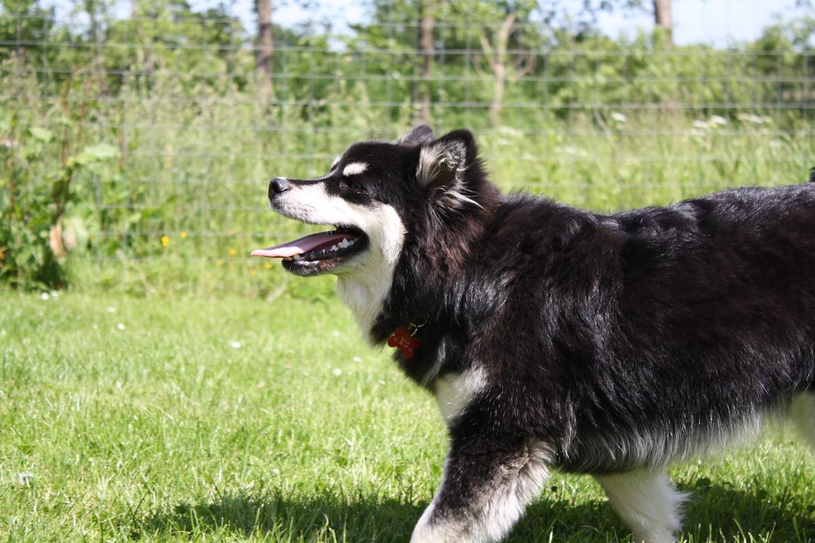 Finsk lapphund Ulla billede 16