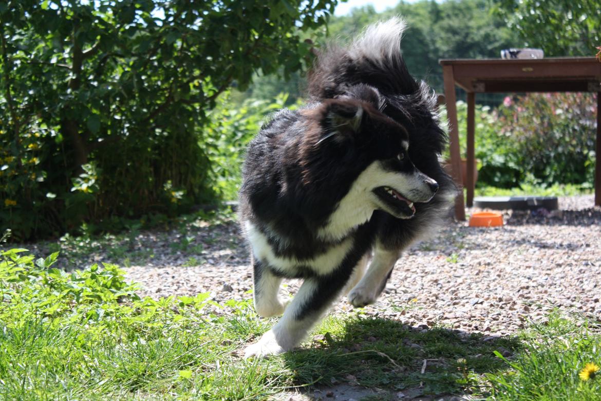 Finsk lapphund Ulla billede 20