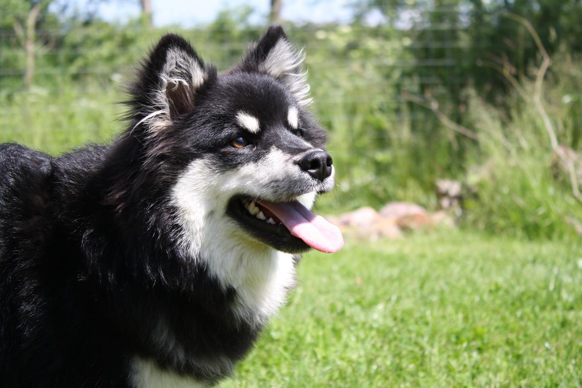 Finsk lapphund Ulla billede 7