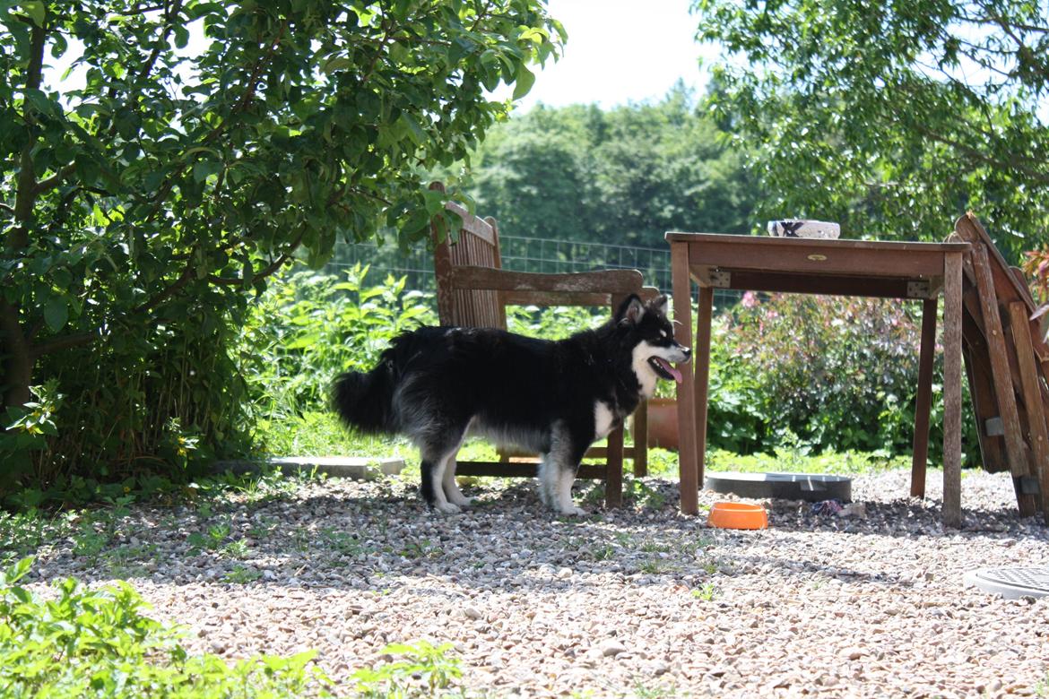 Finsk lapphund Ulla billede 26