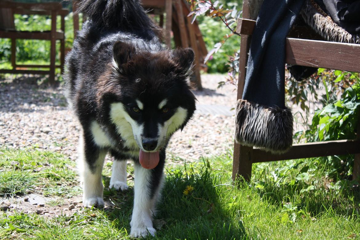Finsk lapphund Ulla billede 24