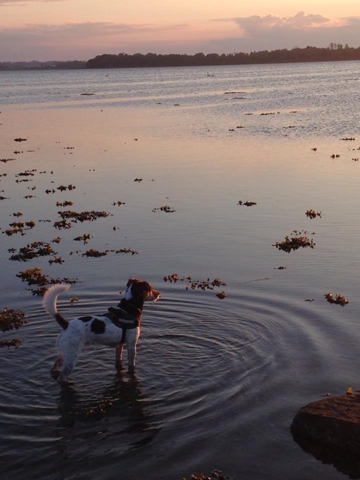 Dansk svensk gaardhund Kvik - ¨Forårs billede 2014 billede 2