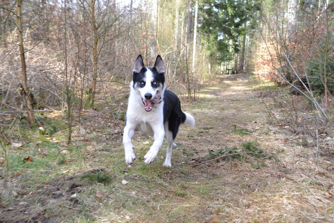 Blanding af racer Blaze billede 27