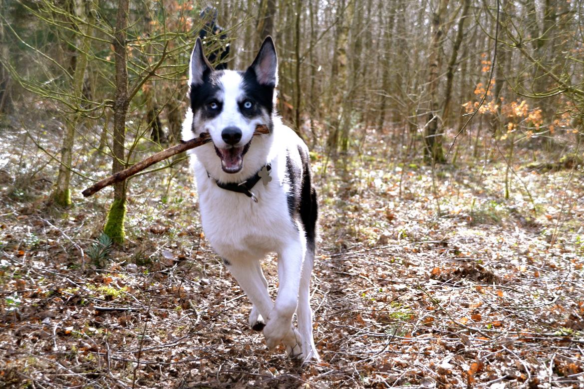 Blanding af racer Blaze billede 26