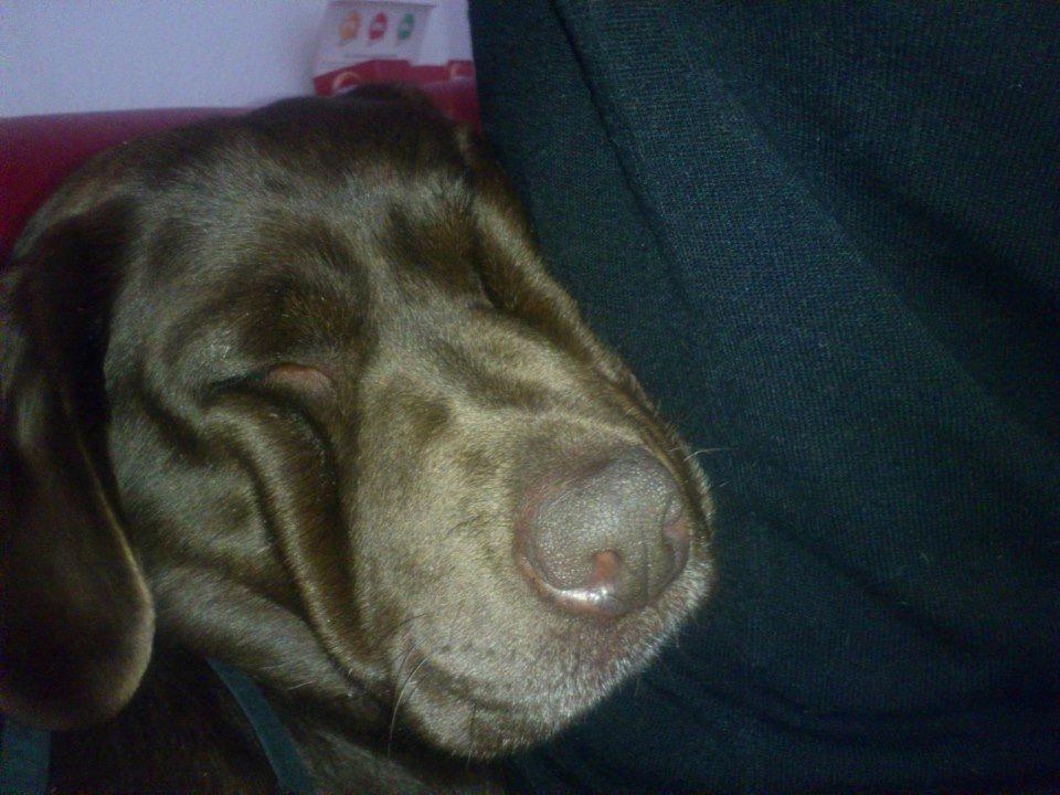 Labrador retriever Nanna * 7 år. billede 8