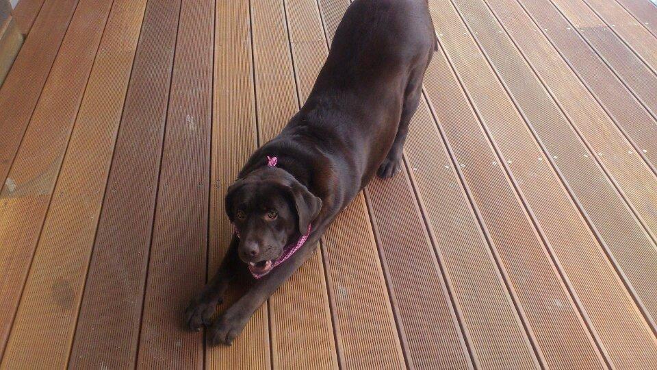 Labrador retriever Nanna * 7 år. billede 9