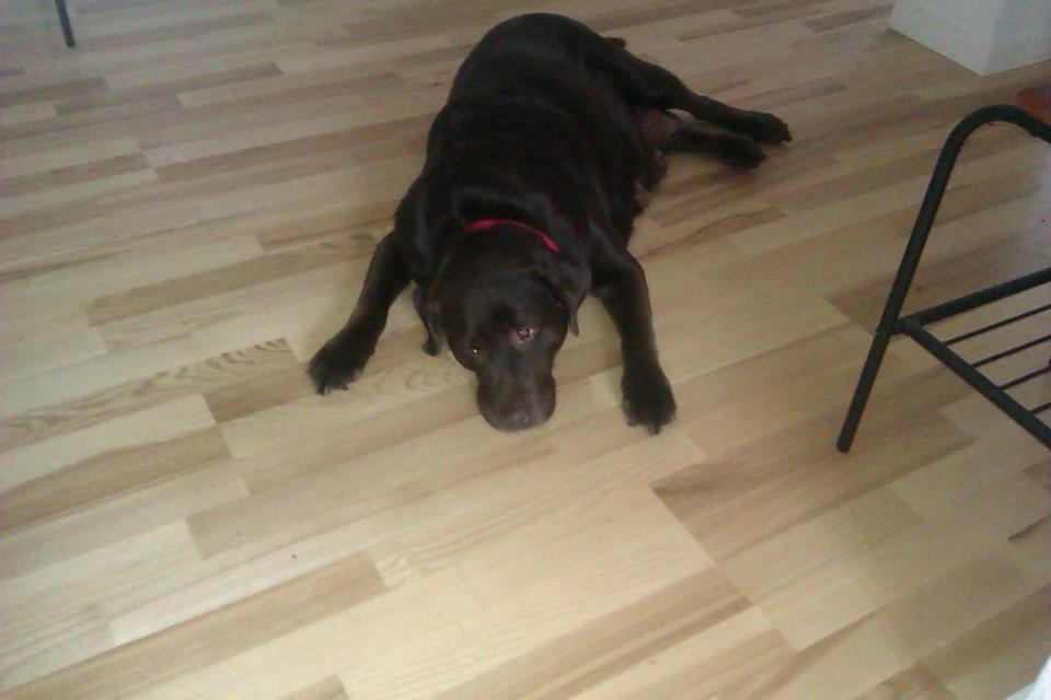 Labrador retriever Nanna * 7 år. billede 17