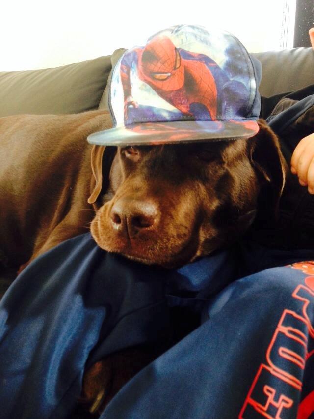 Labrador retriever Nanna * 7 år. billede 3