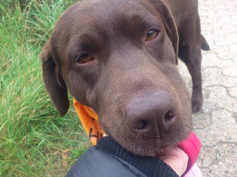 Labrador retriever Nanna * 7 år. billede 16