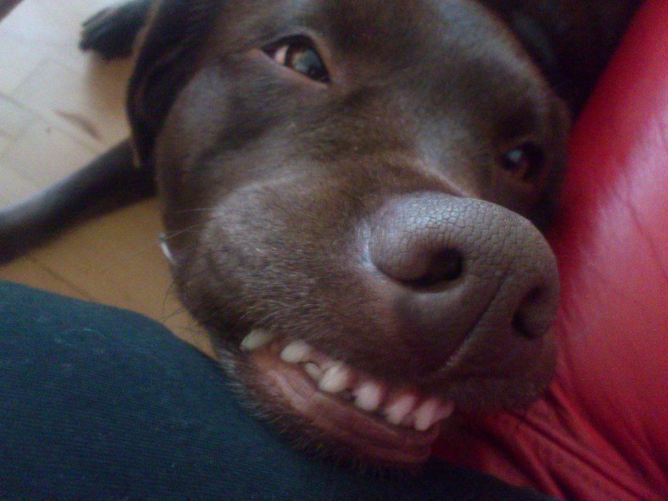 Labrador retriever Nanna * 7 år. billede 15