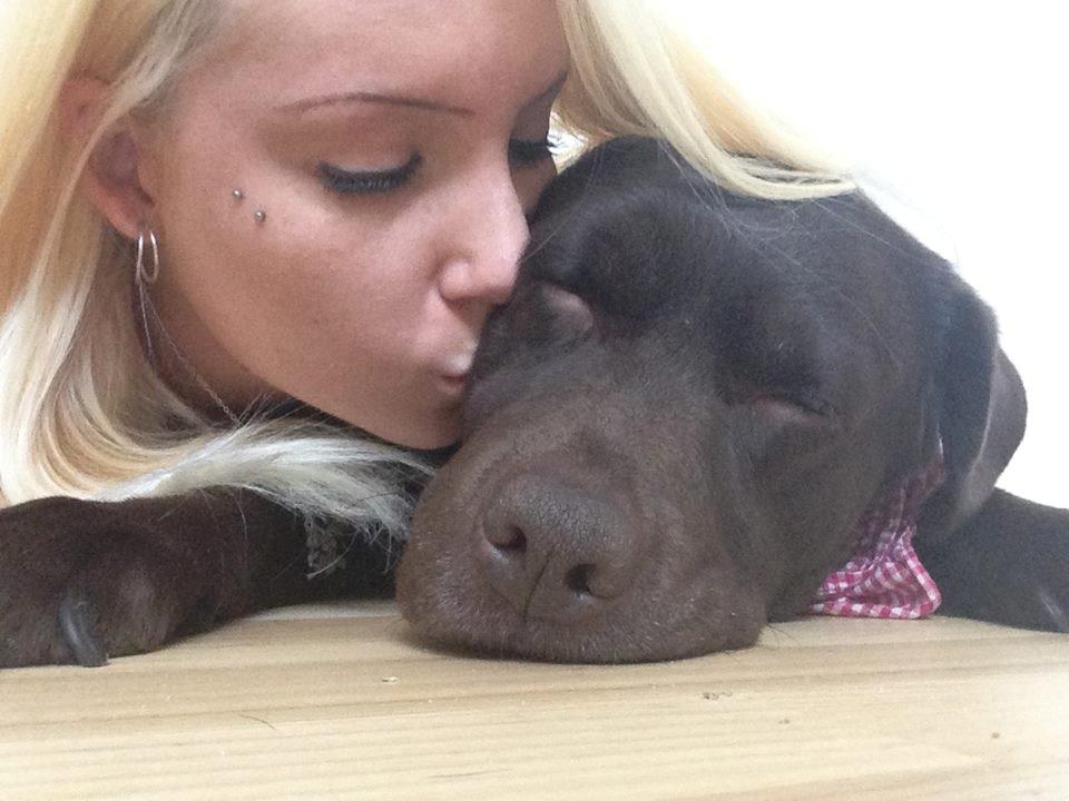 Labrador retriever Nanna * 7 år. billede 13