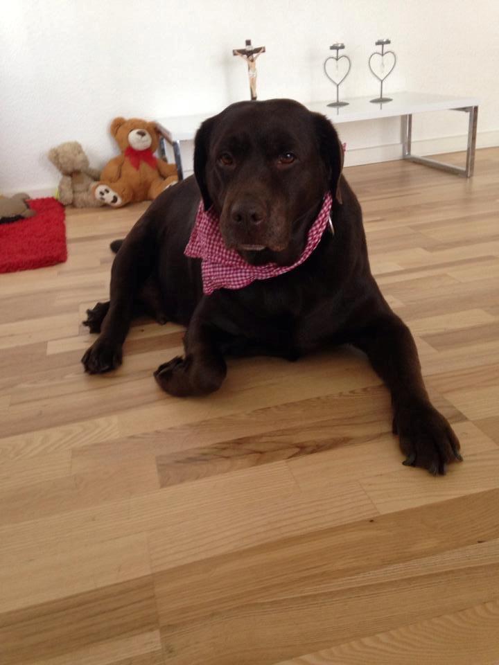 Labrador retriever Nanna * 7 år. billede 4