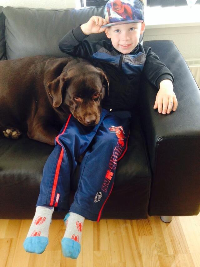 Labrador retriever Nanna * 7 år. billede 11