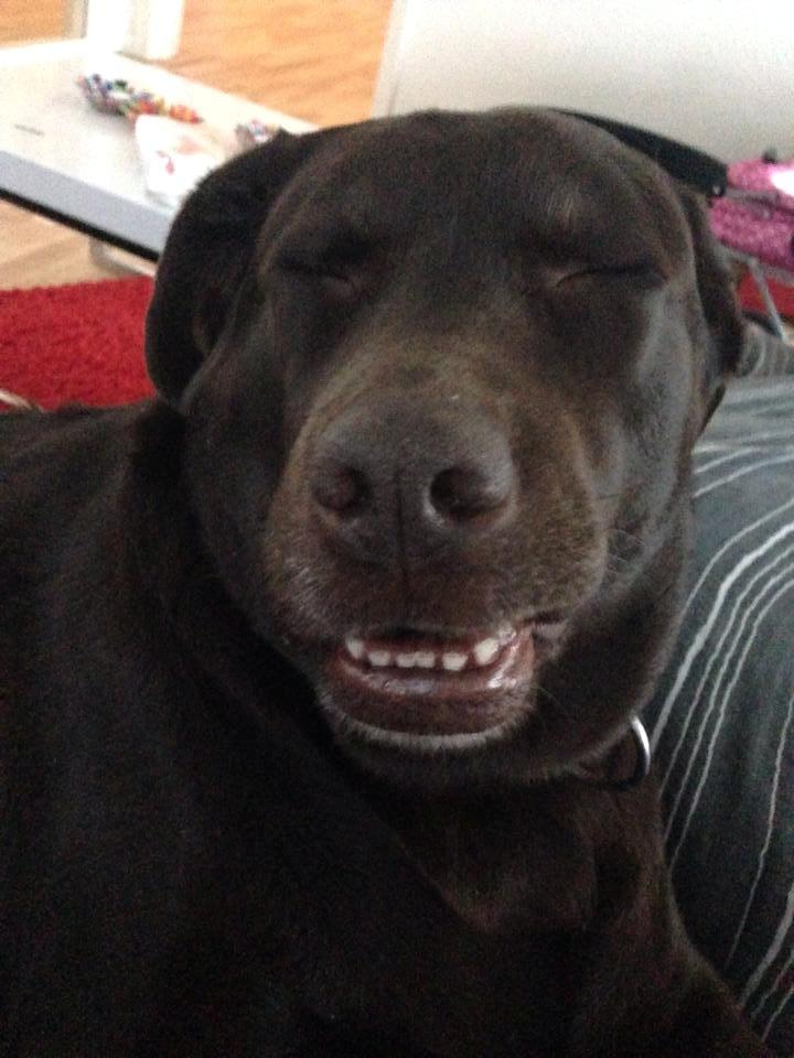 Labrador retriever Nanna * 7 år. billede 7