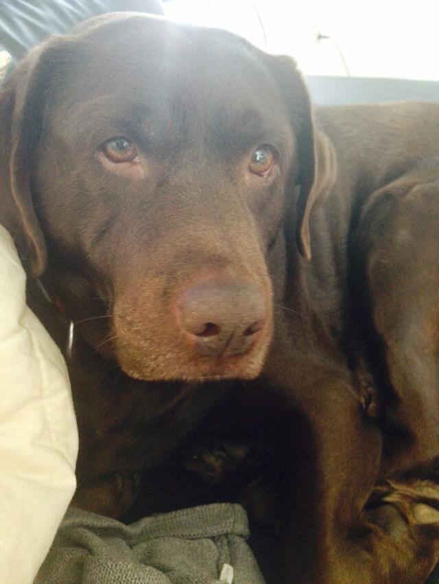 Labrador retriever Nanna * 7 år. billede 5